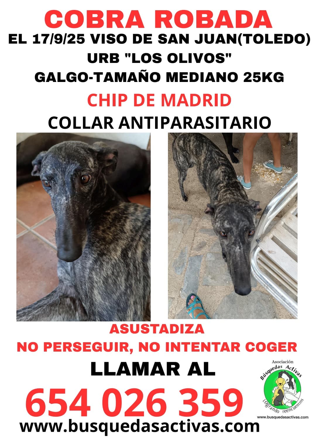 Galgo Atigrado oscuro perdido en Illescas