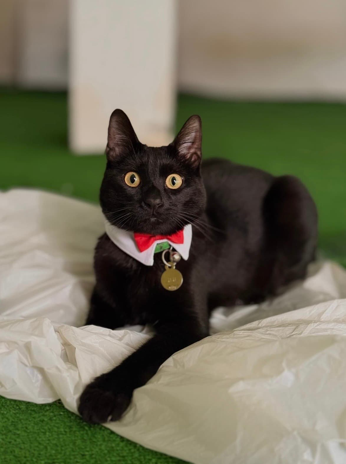 Gato Negro perdido en Benaguacil