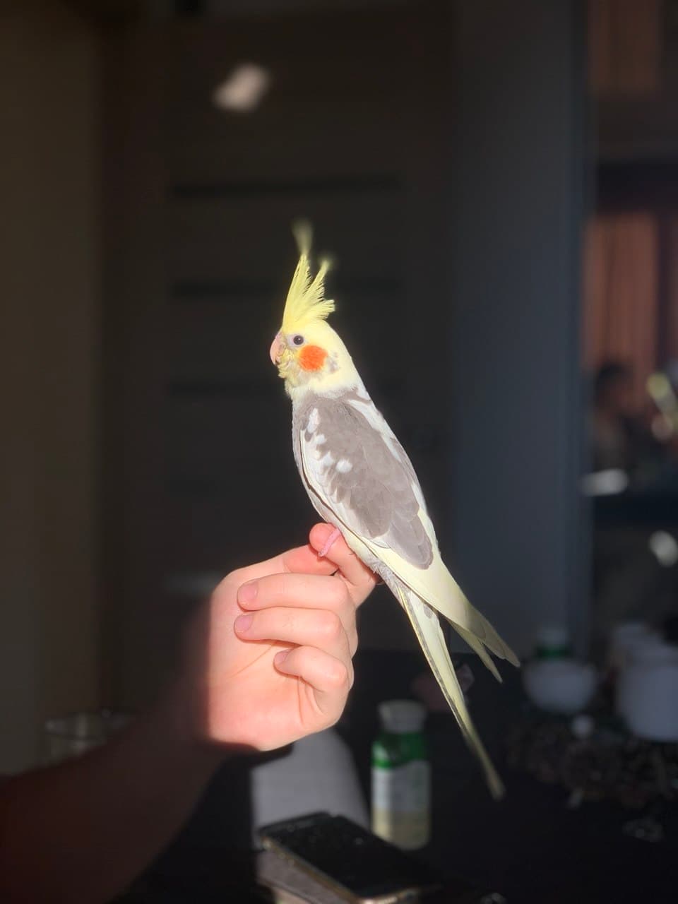 Ninfa (Cockatiel) Amarillo, gris, blanco perdido en El Campello