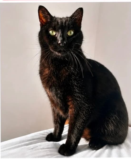 Gato Negro perdido en Vejer de la Frontera